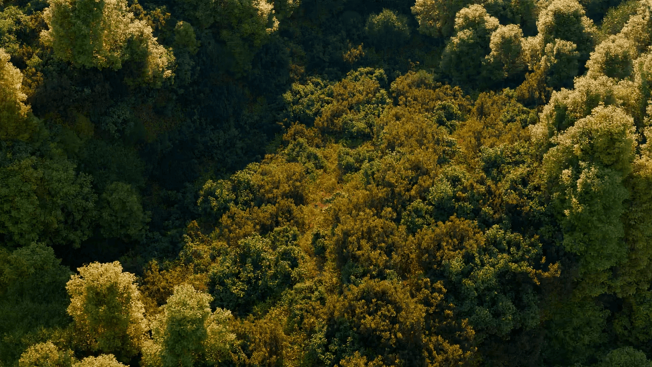 Rolling trees